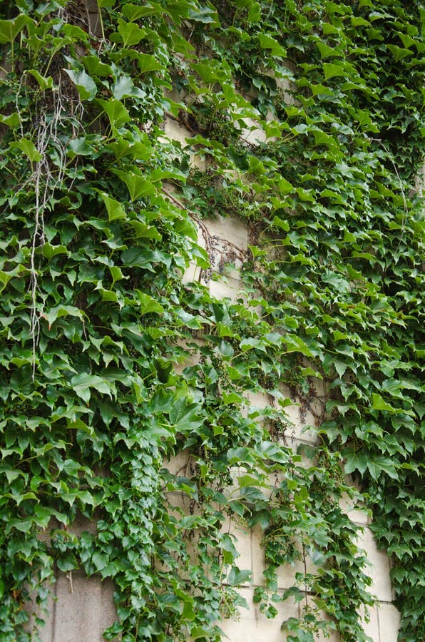 Muro Di Pietra Ornato Di Edera Verde Immagini E Fotografie Stock Ad Alta Risoluzione - Foto 6