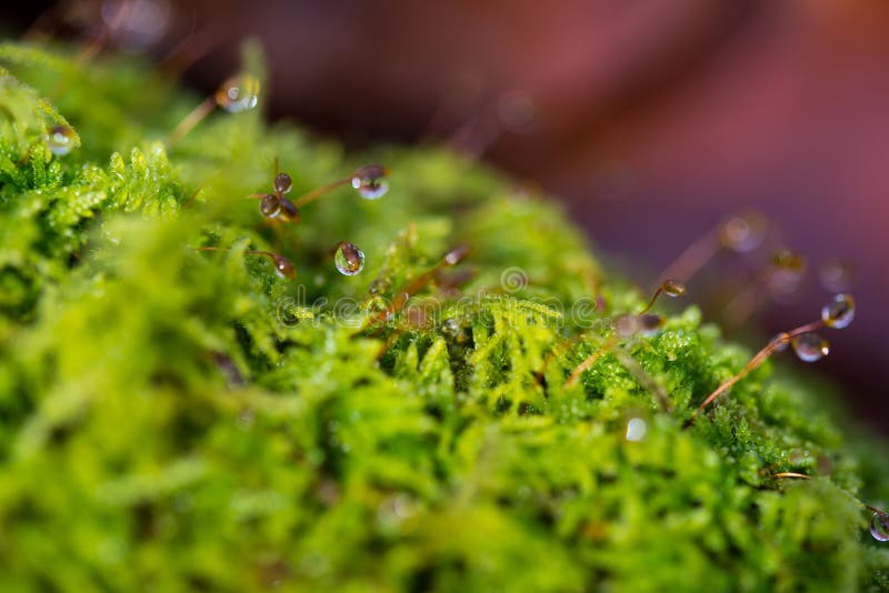 Fondo della natura con le gocce di rugiada su un muschio, piccola profondità di campo immagini stock