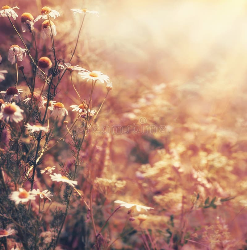 Fondo della natura di autunno con i fiori ed il raggio di sole delle margherite Paesaggio del paese di fine dell'estate