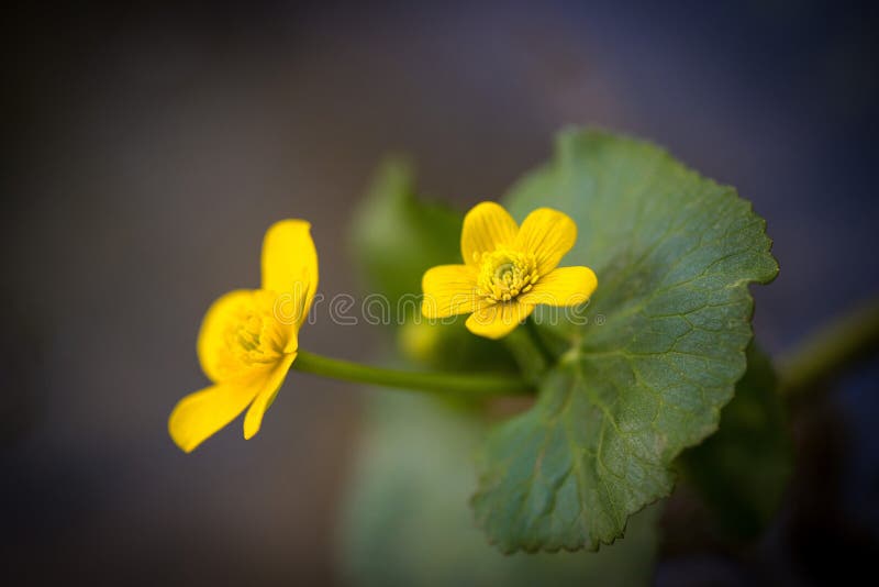 Fondo della primavera con i bei fiori gialli fotografie stock Fondo della primavera con i bei fiori gialli fotografie stock
