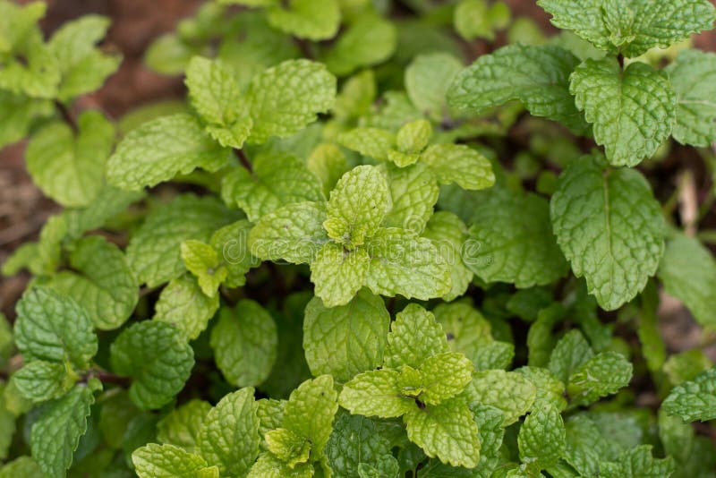 Fondo delle foglie di menta peppermint Foglie della menta su fondo verde Primo piano delle foglie di mente fresche struttura o de fotografie stock libere da diritti Fondo delle foglie di menta peppermint Foglie della menta su fondo verde Primo piano delle foglie di mente fresche struttura o de fotografie stock libere da diritti