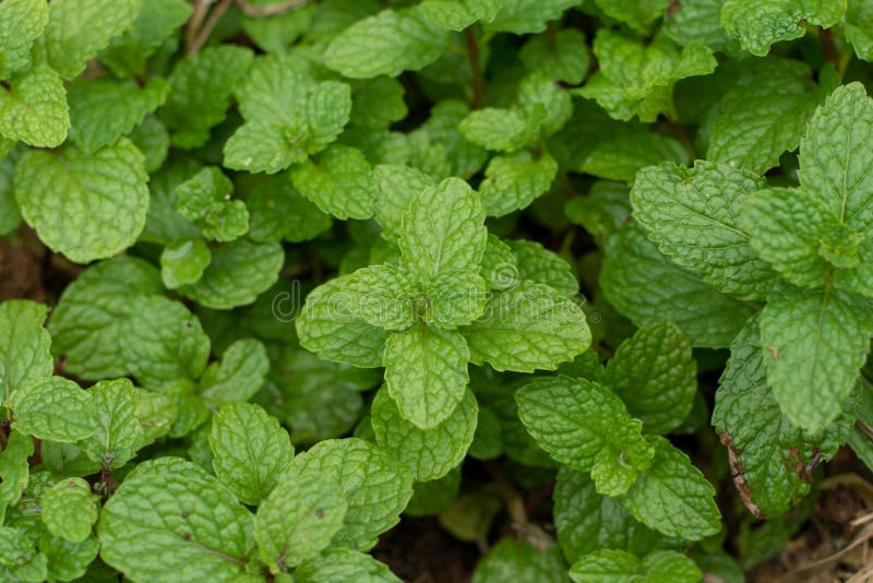 Fondo delle foglie di menta peppermint Foglie della menta su fondo verde Primo piano delle foglie di mente fresche struttura o de fotografia stock Fondo delle foglie di menta peppermint Foglie della menta su fondo verde Primo piano delle foglie di mente fresche struttura o de fotografia stock