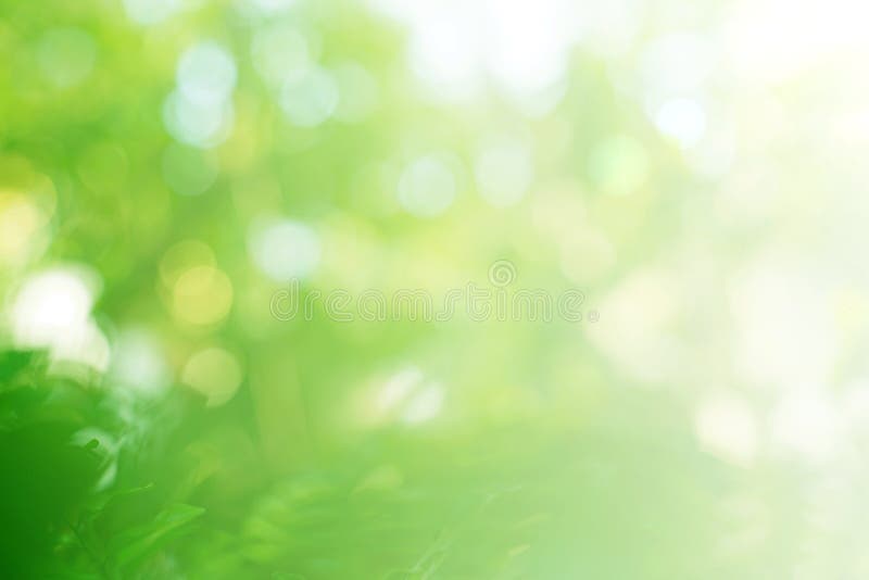 Fondo delle foglie verdi vago morbidezza immagini stock libere da diritti Fondo delle foglie verdi vago morbidezza immagini stock libere da diritti