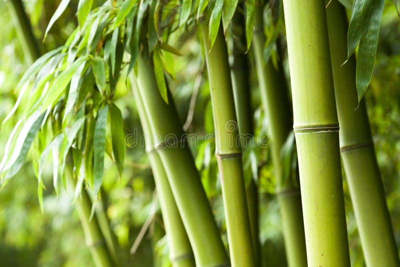 Fondo di bambù della foresta immagine stock libera da diritti Fondo di bambù della foresta immagine stock libera da diritti