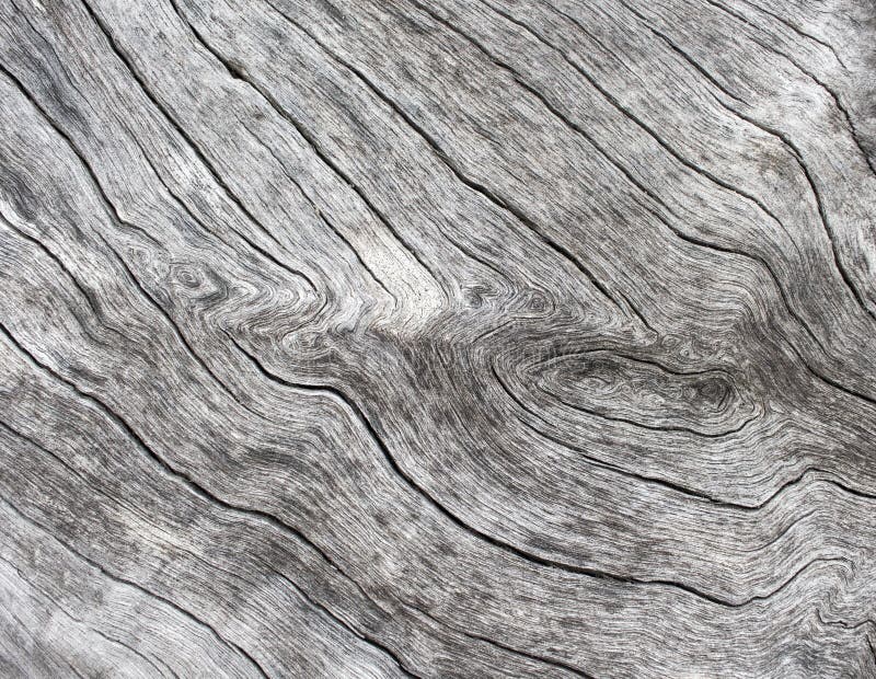 Fondo di legno d'argento Fine di legno di struttura sulla foto Vecchio albero bianco vicino al mare fotografia stock Fondo di legno d'argento Fine di legno di struttura sulla foto Vecchio albero bianco vicino al mare fotografia stock