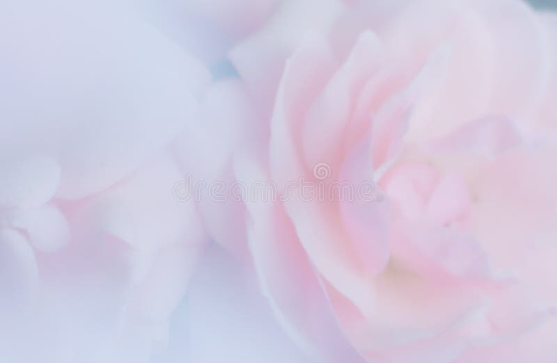 Fondo di nozze con il perno delicato della luce e del fiore fotografie stock Fondo di nozze con il perno delicato della luce e del fiore fotografie stock