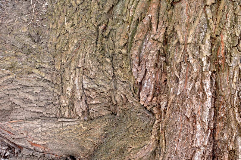 Fondo di struttura della corteccia del salice di invecchiamento immagini stock libere da diritti Fondo di struttura della corteccia del salice di invecchiamento immagini stock libere da diritti