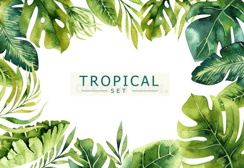 Fondo dibujado mano de las plantas tropicales de la acuarela Hojas de palma exóticas, árbol de la selva, elementos borany tropica