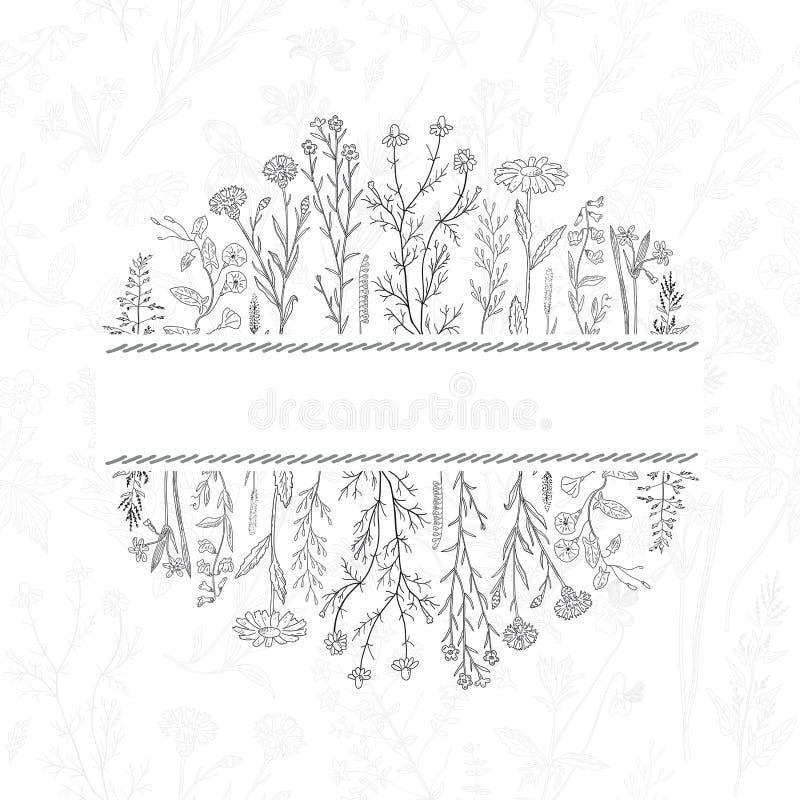 Fondo exhausto de las hierbas y de las flores de la mano Lugar para el texto stock de ilustración Fondo exhausto de las hierbas y de las flores de la mano Lugar para el texto stock de ilustración