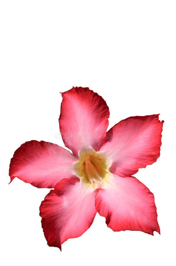 Fondo floral. Adenium tropical del rosa de la flor. El desierto subió. imágenes de archivo libres de regalías Fondo floral. Adenium tropical del rosa de la flor. El desierto subió. imágenes de archivo libres de regalías