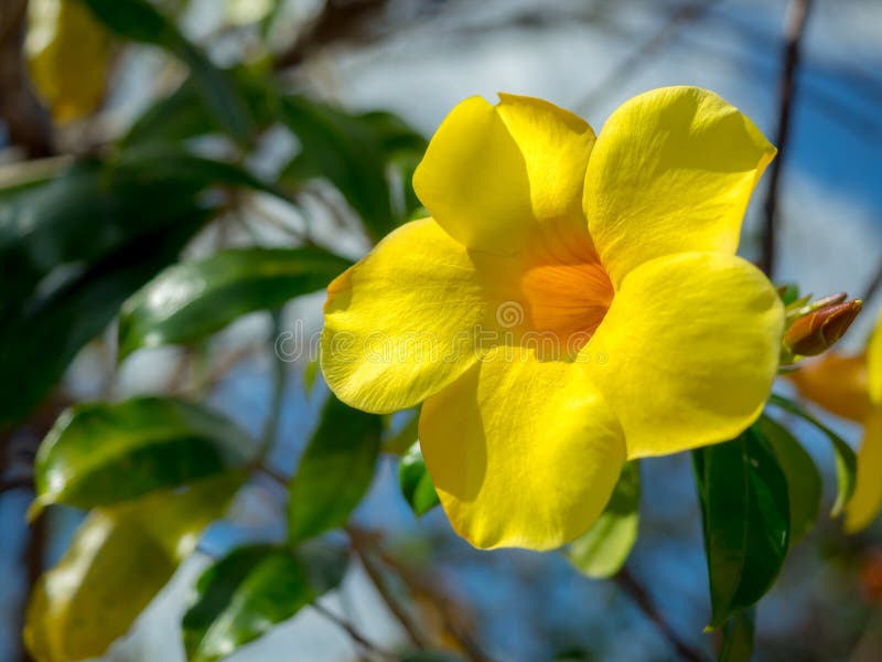 Fondo floral amarillo Allamanda catártica o trompeta dorada o campana amarilla con hojas verdes fotografía de archivo libre de regalías Fondo floral amarillo Allamanda catártica o trompeta dorada o campana amarilla con hojas verdes fotografía de archivo libre de regalías