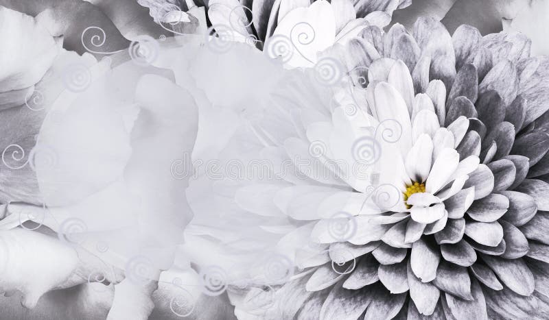 276 Rosas Blancas Y Negras Fotos de stock - Fotos libres de regalías de  Dreamstime