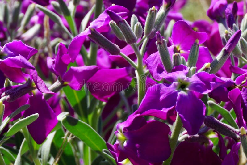 Fondo floral con las flores p?rpuras lindas y apacibles del cierre del portenschlagiana de la camp?nula encima de la visi?n fotografía de archivo libre de regalías Fondo floral con las flores p?rpuras lindas y apacibles del cierre del portenschlagiana de la camp?nula encima de la visi?n fotografía de archivo libre de regalías