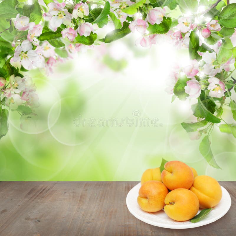 Fondo floral de la primavera con la fruta del albaricoque fotos de archivo Fondo floral de la primavera con la fruta del albaricoque fotos de archivo