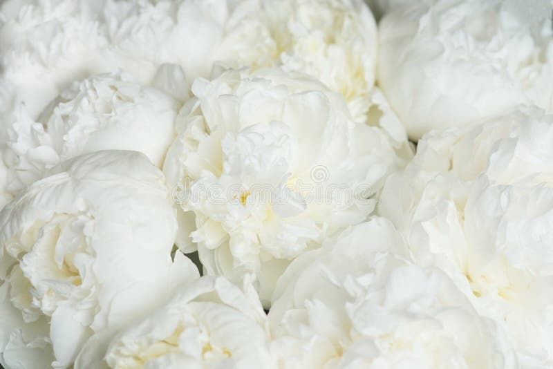 Fondo Floral De Peonías Blancas. Tarjeta De San Valentín De Lujo De  Aniversario De Bodas Imagen de archivo - Imagen de pastel, resorte:  226467631