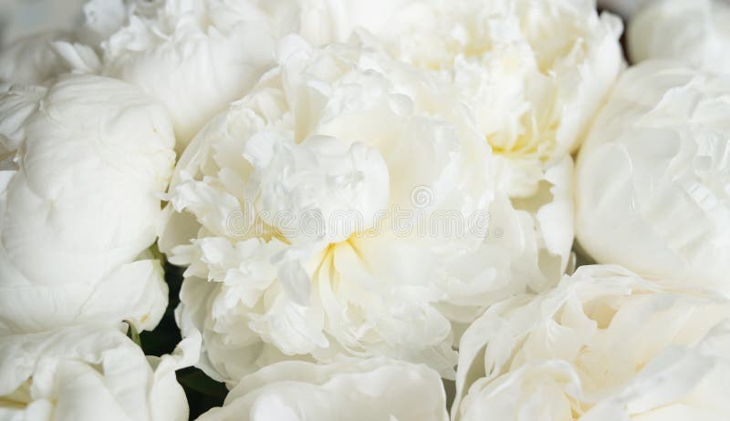 Fondo Floral De Peonías Blancas. Tarjeta De San Valentín De Lujo De  Aniversario De Bodas Imagen de archivo - Imagen de pastel, resorte:  226467631
