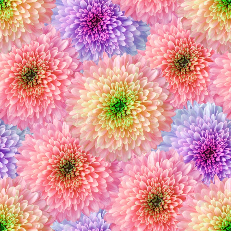 Fondo floral infinito inconsútil para el diseño y la impresión Fondo de crisantemos naturales Papeles pintados foto de archivo Fondo floral infinito inconsútil para el diseño y la impresión Fondo de crisantemos naturales Papeles pintados foto de archivo