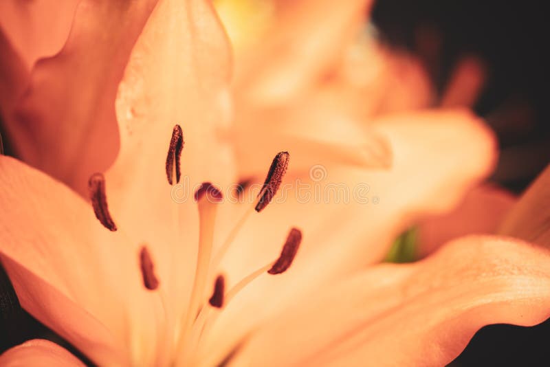 Fondo floreale dei gigli arancio con il fuoco selettivo, bello concetto dei fiori immagine stock libera da diritti Fondo floreale dei gigli arancio con il fuoco selettivo, bello concetto dei fiori immagine stock libera da diritti