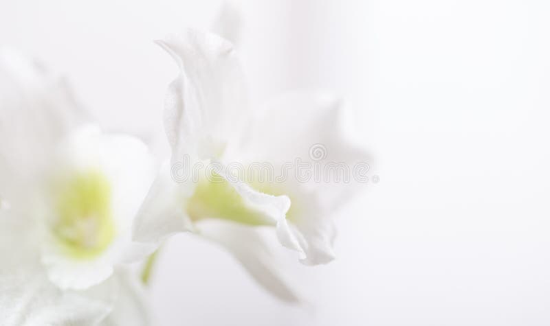 Fondo - Flores Blancas De Una Orquídea En Un Fondo Blanco Foto de archivo -  Imagen de presente, hermoso: 66531942