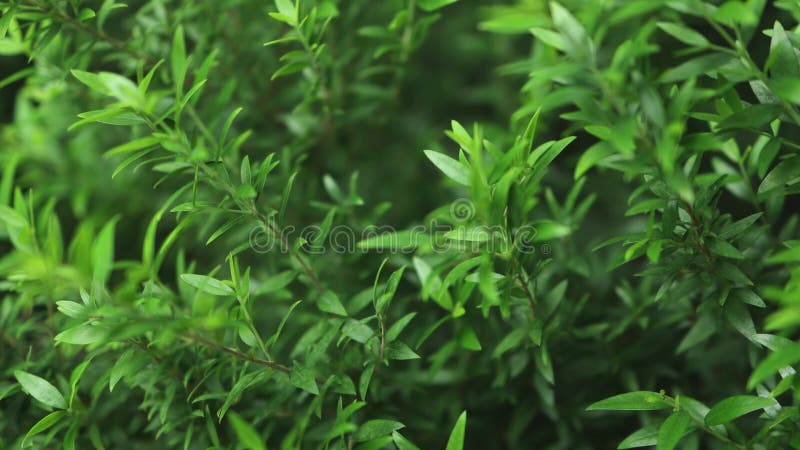 Fondo fresco de hoja verde brillante metrajes