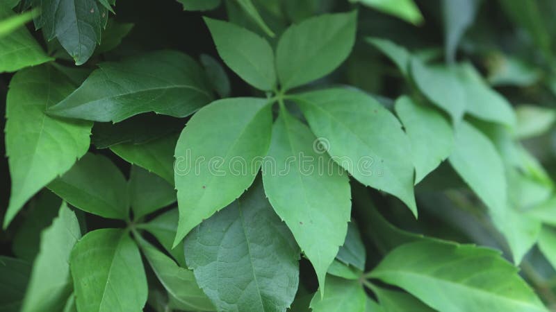 Fondo fresco de hoja verde brillante almacen de metraje de vídeo