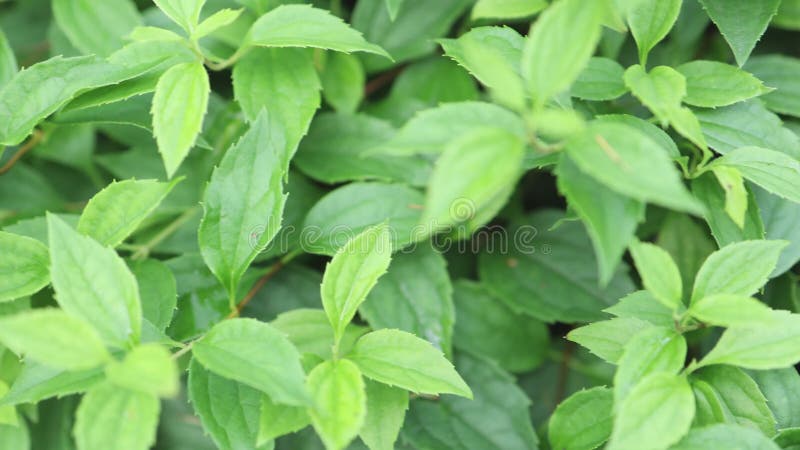Fondo fresco de hoja verde brillante almacen de video