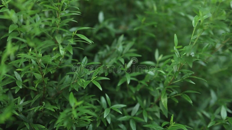Fondo fresco de hoja verde brillante metrajes