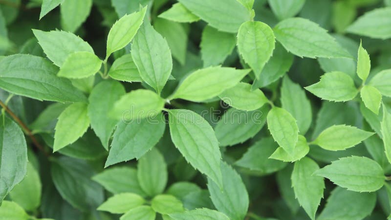 Fondo fresco de hoja verde brillante almacen de metraje de vídeo