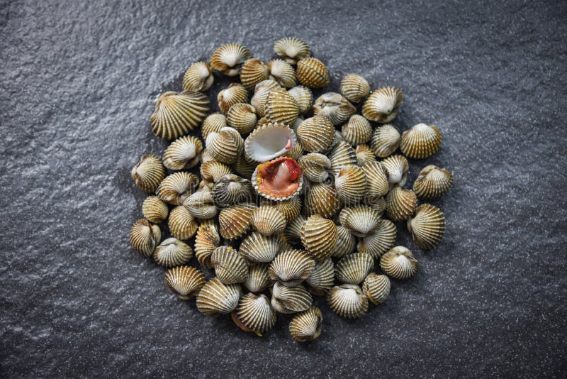 Fondo fresco de la oscuridad de los mariscos de los crustáceos de los berberechos - berberecho crudo de la sangre imágenes de archivo libres de regalías