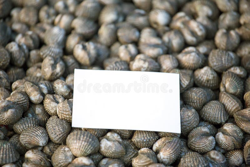 Fondo fresco de los mariscos de los berberechos imagen de archivo