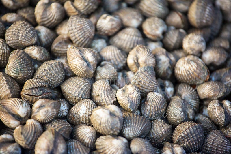 Fondo fresco de los mariscos de los berberechos imagen de archivo libre de regalías