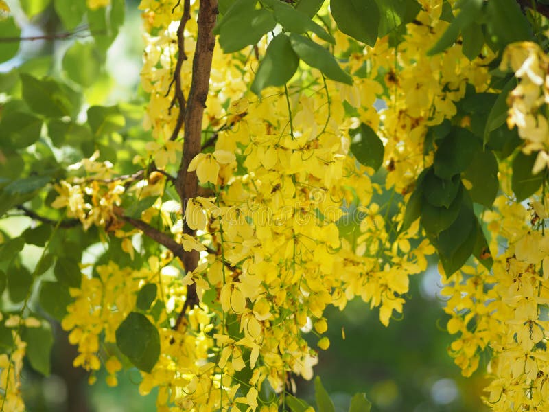 Fondo giallo della natura del fiore dell'albero di doccia dorata immagini stock Fondo giallo della natura del fiore dell'albero di doccia dorata immagini stock