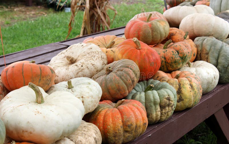 Fondo glorioso delle zucche e delle zucche di caduta sulla tavola al mercato locale degli agricoltori fotografia stock libera da diritti Fondo glorioso delle zucche e delle zucche di caduta sulla tavola al mercato locale degli agricoltori fotografia stock libera da diritti