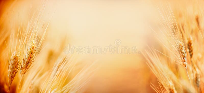 Fondo hermoso de la naturaleza con cierre para arriba de oídos del trigo maduro en el campo de cereal, lugar para el cierre del t