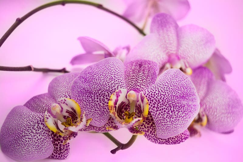 Fondo Hermoso De Las Flores De La Orquídea Del Phalaenopsis Del Leopardo  Imagen de archivo - Imagen de hermoso, fresco: 68125871