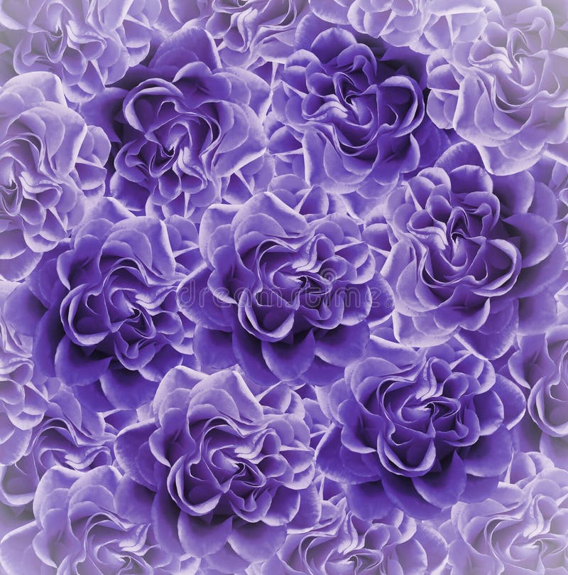 Fondo Hermoso Púrpura Floral Del Vintage Composición De La Flor Ramo De Flores De Las Rosas Violetas Primer Foto de archivo - Imagen de frescura, pista: 113022378 Fondo Hermoso Púrpura Floral Del Vintage Composición De La Flor Ramo De Flores De Las Rosas Violetas Primer Foto de archivo - Imagen de frescura, pista: 113022378