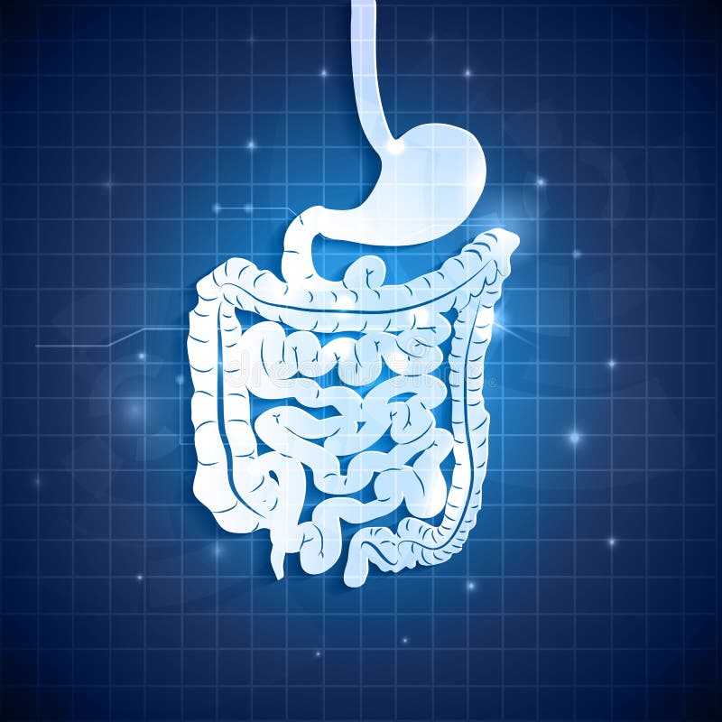 Human gastrointestinal tract and abstract blue background with light shades. Human gastrointestinal tract and abstract blue background with light shades