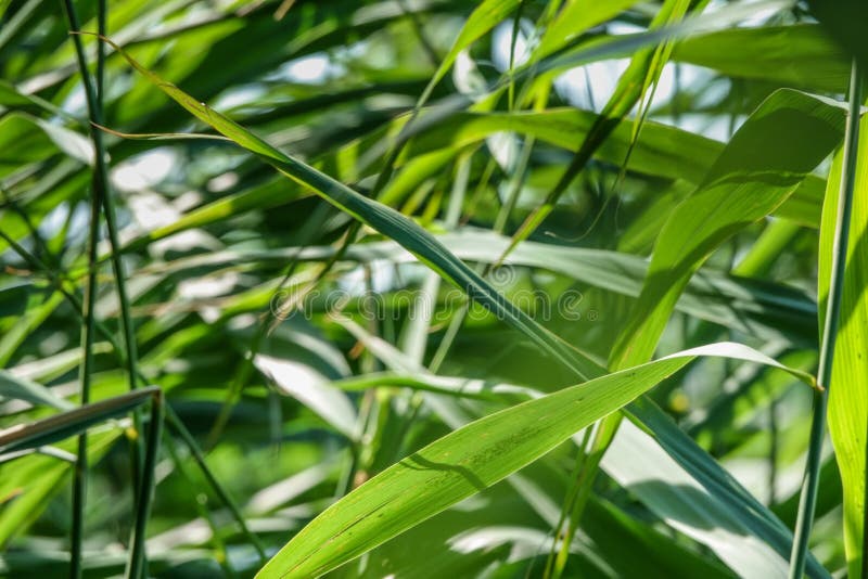 fondo a lamella verde dell'erba della canna di estate di alba fotografia stock libera da diritti fondo a lamella verde dell'erba della canna di estate di alba fotografia stock libera da diritti
