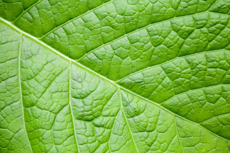 Fondo macro de la naturaleza con la hoja verde clara fotos de archivo libres de regalías Fondo macro de la naturaleza con la hoja verde clara fotos de archivo libres de regalías