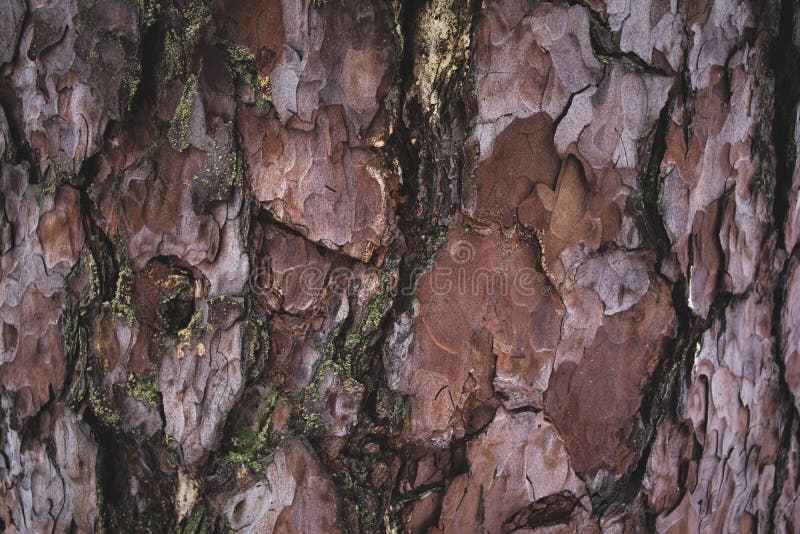 fondo marrone e porpora approssimativo incrinato della corteccia di albero