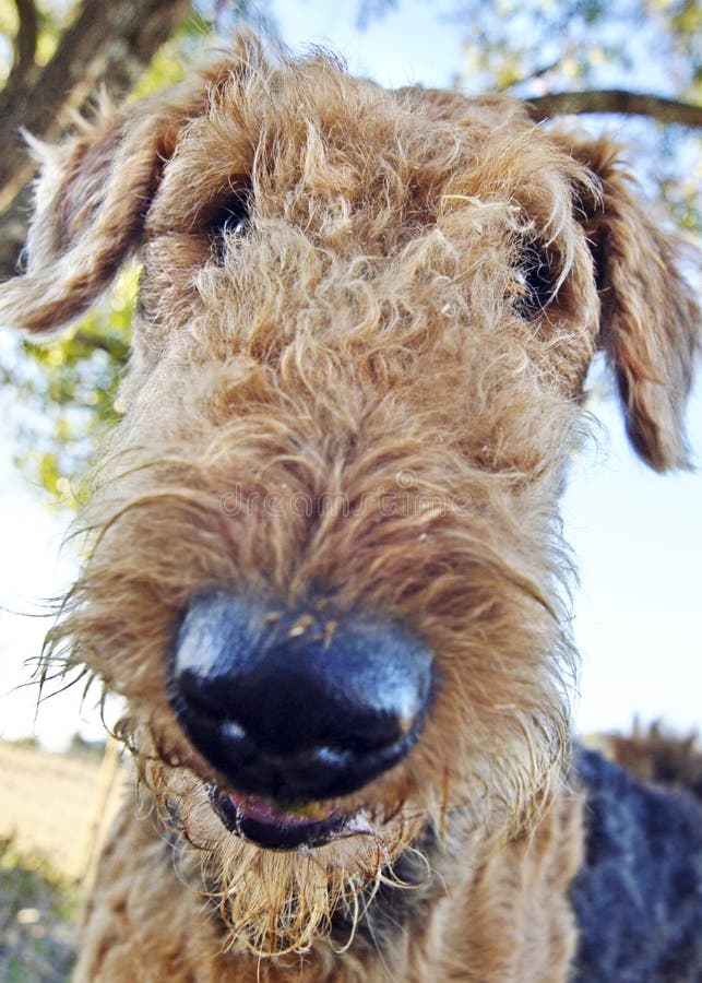 Fondo mullido divertido del papel pintado del teléfono del selfie del perro fotografía de archivo libre de regalías Fondo mullido divertido del papel pintado del teléfono del selfie del perro fotografía de archivo libre de regalías