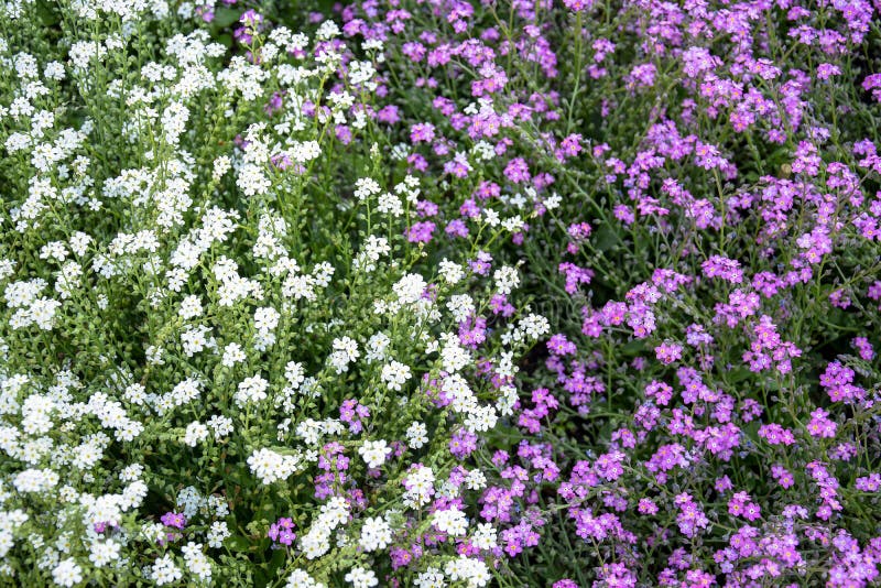 Fondo Natural Abstracto De Flores Pequeñas Blancas Y Lilacas En Cama De  Flores Foto de archivo - Imagen de fondo, encantador: 174595102