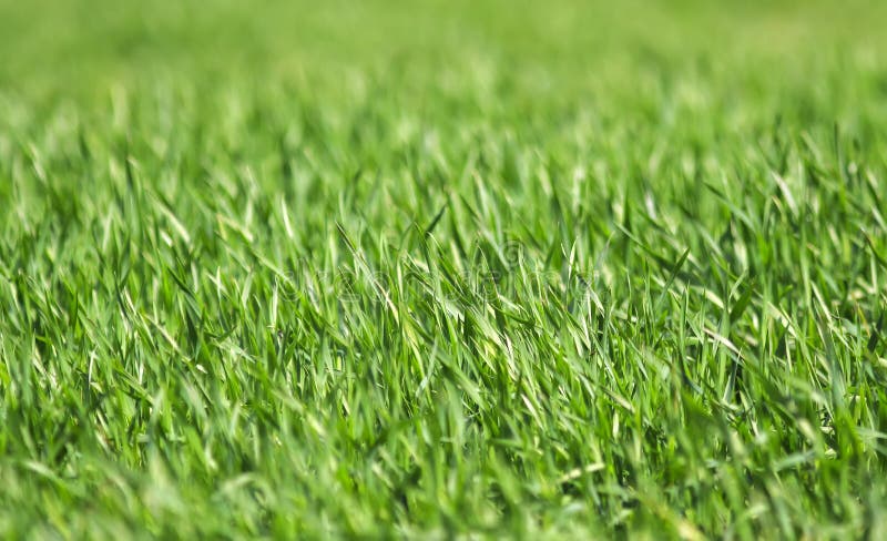 Fondo natural con las porciones de hierba jugosa verde joven que crece en campo agrícola en primavera fotografía de archivo Fondo natural con las porciones de hierba jugosa verde joven que crece en campo agrícola en primavera fotografía de archivo