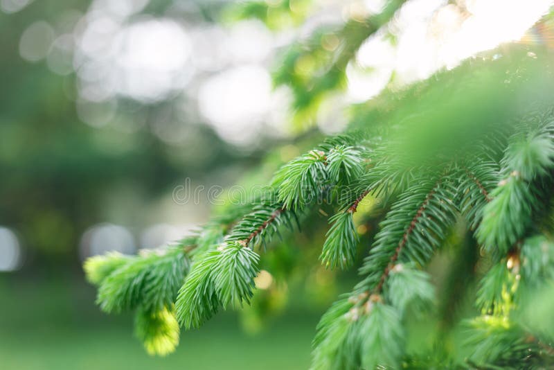 Fondo natural de la primavera hermosa E Foco suave E foto de archivo libre de regalías Fondo natural de la primavera hermosa E Foco suave E foto de archivo libre de regalías