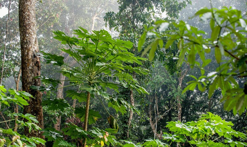 Fondo natural de la selva Selva tropical tropical en la niebla de la mañana fotografía de archivo libre de regalías Fondo natural de la selva Selva tropical tropical en la niebla de la mañana fotografía de archivo libre de regalías