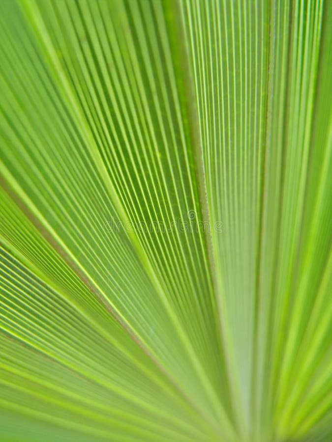 Fondo natural del verde de hoja de palma del detalle foto de archivo Fondo natural del verde de hoja de palma del detalle foto de archivo