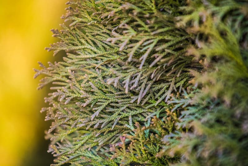 Fondo o textura del tono y de ramas amarillos de un ?rbol un thuja Colores brillantes de la primavera de un abeto Naturaleza fotos de archivo Fondo o textura del tono y de ramas amarillos de un ?rbol un thuja Colores brillantes de la primavera de un abeto Naturaleza fotos de archivo