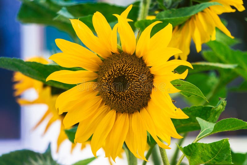 Fondo organico naturale del girasole Girasole che fiorisce sulla vecchia azienda agricola di Alpaka fotografia stock Fondo organico naturale del girasole Girasole che fiorisce sulla vecchia azienda agricola di Alpaka fotografia stock