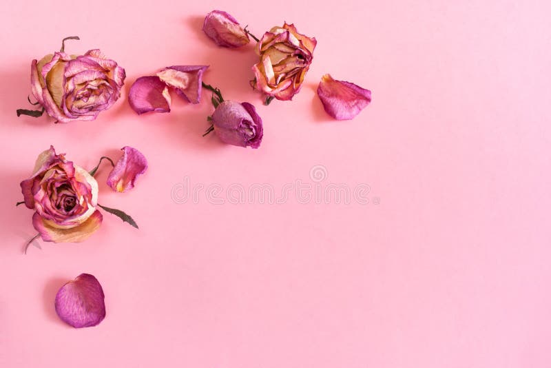 Fondo Retro En Colores Pastel Rosado Con Las Rosas Y El Espacio Rosado-amarillos  Secos De La Copia Foto de archivo - Imagen de floral, viejo: 119020548