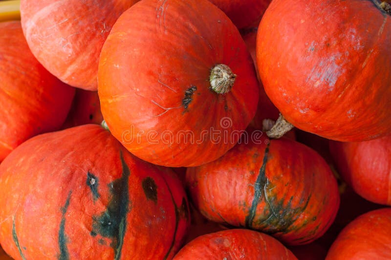 Fondo rojo de la calabaza de la calabaza de Hokkaido del kuri fotos de archivo Fondo rojo de la calabaza de la calabaza de Hokkaido del kuri fotos de archivo
